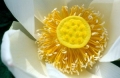 น้ำหอม กลิ่นเกสรบัว (Lotus Pollen Fragrance) : 25g. M