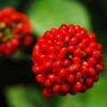 Bio-Gingseng(ไบโอจินเส็ง(โสม)) : 25g. M