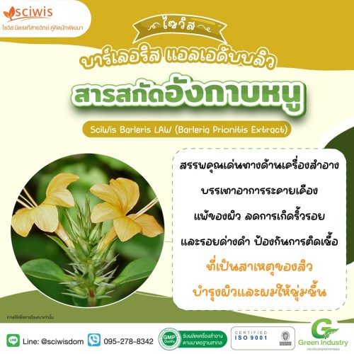 ไซวิส บาร์เลอริส แอลเอดับบลิว (สารสกัดอังกาบหนู) (SciWis Barleris LAW (Barleria Prionitis Extract)) 25g. A M