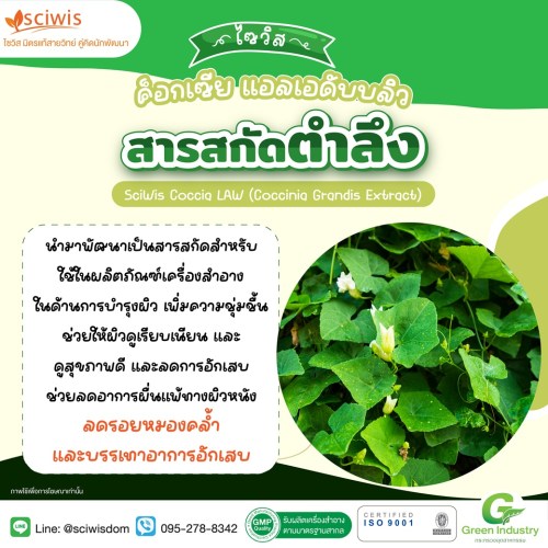 ไซวิส ค็อกเซีย แอลเอดับบลิว (สารสกัดตำลึง) (SciWis Coccia LAW (Coccinia Grandis Extract)) 25g. A M
