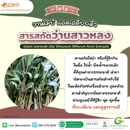ไซวิส วานโมบิ แอลเอดับบลิว (สารสกัดว่านสาวหลง) (SciWis Wanmobi LAW (Amomum Biflorum Root Extract)) 25g. A M