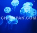 คอลลาเจน จากแมงกะพรุน (Jelly Fish Collagen) : 25g. M