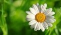 White Flower Complex : 25g. M